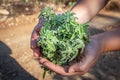 Aromatic sage plant on natural background in forest. Herbs concept. Hands hold a bunch of medicinal herbs