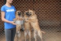 Woman holding bowl of food near cage with dogs in animal shelter. Volunteering concept Royalty Free Stock Photo