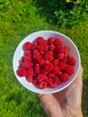 Woman holding bowl of Red fresh raspberries. Bowl with natural ripe organic berries with peduncles in garden, top view Royalty Free Stock Photo