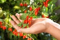 Woman holding branch with ripe fresh goji berries in garden