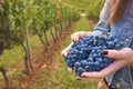 Woman holding bunch of black grapes in vineyard. concepts of vintagem harvest and wine making Royalty Free Stock Photo