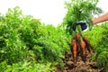 Woman holding bunch of fresh ripe carrots on field. Organic farming Royalty Free Stock Photo