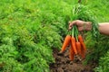 Woman holding bunch of fresh ripe carrots on field,. Organic farming Royalty Free Stock Photo