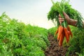 Woman holding bunch of fresh ripe carrots on field, closeup. Royalty Free Stock Photo