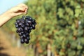 Woman holding bunch of fresh ripe juicy grapes Royalty Free Stock Photo