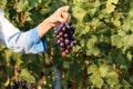 Woman holding bunch of fresh ripe juicy grapes Royalty Free Stock Photo