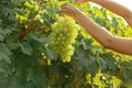 Woman holding bunch of fresh ripe juicy grapes Royalty Free Stock Photo