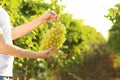 Woman holding bunch of fresh ripe juicy grapes in vineyard Royalty Free Stock Photo