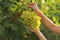 Woman holding bunch of fresh ripe juicy grapes in vineyard Royalty Free Stock Photo