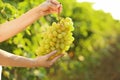 Woman holding bunch of fresh ripe juicy grapes in vineyard Royalty Free Stock Photo