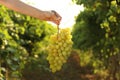 Woman holding bunch of fresh ripe juicy grapes in vineyard Royalty Free Stock Photo