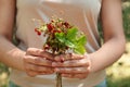Woman holding bunch with fresh wild strawberries on blurred background, closeup Royalty Free Stock Photo