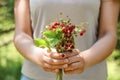 Woman holding bunch with fresh wild strawberries on blurred background, closeup Royalty Free Stock Photo