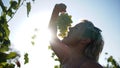 Woman holding bunch of green grapes in Vineyard. Grape harvest