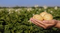 Woman holding bunch of potato against blooming field