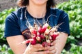 Woman holding bunch of radishes Royalty Free Stock Photo