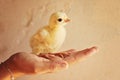 Woman holding a chick Royalty Free Stock Photo