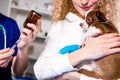 woman holding chihuahua while veterinarian man doing injection by syringe Royalty Free Stock Photo