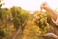 Woman holding cluster of ripe grapes in vineyard, closeup Royalty Free Stock Photo