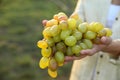 Woman holding cluster of ripe grapes in vineyard Royalty Free Stock Photo