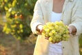 Woman holding cluster of ripe grapes in vineyard, closeup Royalty Free Stock Photo