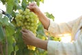 Woman holding cluster of ripe grapes in vineyard, closeup Royalty Free Stock Photo
