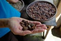 Woman holding cocoa beans in hands Royalty Free Stock Photo