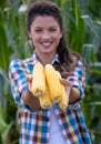 Woman holding corn cobs in hands Royalty Free Stock Photo