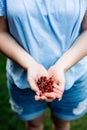 Woman holding cranberries in her hands.