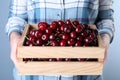 Woman holding crate with ripe cherries, closeup Royalty Free Stock Photo