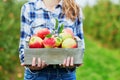 Woman holding crate with ripe organic apples on farm Royalty Free Stock Photo