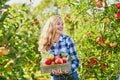 Woman holding crate with ripe red apples on farm Royalty Free Stock Photo