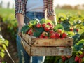 A woman holding a crate of strawberries in a field Royalty Free Stock Photo