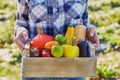 Woman holding crate with vegetables on farm Royalty Free Stock Photo