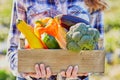 Woman holding crate with vegetables on farm Royalty Free Stock Photo