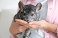 Woman holding cute chinchilla in room