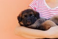 Woman holding cute shepherd puppy on wall background