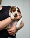 Woman holding a cute tiny brown and white puppy in her hands Royalty Free Stock Photo