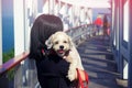 Woman holding cutely white short hair Shih tzu dog