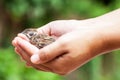 Woman holding a dead bird Royalty Free Stock Photo