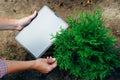 Woman holding a digital tablet pc near thuja tree. Grow tree using modern technology concept Royalty Free Stock Photo