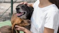 A woman holding a dog. Woman playing with cure rescue dogs at shelter