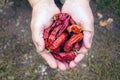 Woman holding dried red pepper Royalty Free Stock Photo