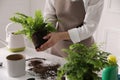 Woman holding fern above white table, closeup