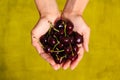 Woman is holding few sweet red cherry in his hand's on green background, top view Royalty Free Stock Photo