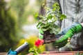 Planting pelargonium flower into window box in garden