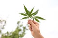 Woman holding fresh green hemp leaves outdoors, closeup