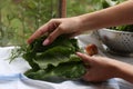 Woman holding fresh green leaves indoors, closeup. Drying herbs