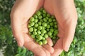 Woman holding fresh green peas, closeup Royalty Free Stock Photo