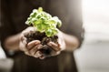 A woman holding a fresh green plant in the palm of her hands closeup. A female as mother nature working her magic by Royalty Free Stock Photo